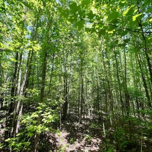Photo #31 of Off High View Church Rd, Roxboro, NC 2.3 acres