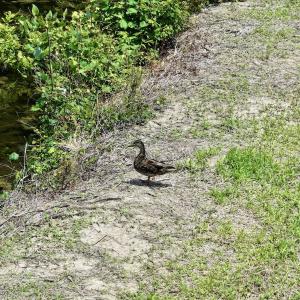 Photo #12 of Off Highway 33, Chocowinity, NC 16.5 acres