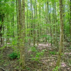 Photo #16 of Off Covered Bridge Rd, Zebulon, NC 58.0 acres