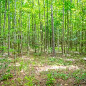 Photo #17 of Off Covered Bridge Rd, Zebulon, NC 58.0 acres