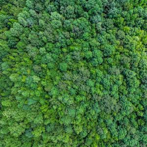 Photo #18 of Off Covered Bridge Rd, Zebulon, NC 58.0 acres