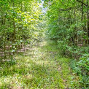 Photo #22 of Off Covered Bridge Rd, Zebulon, NC 58.0 acres
