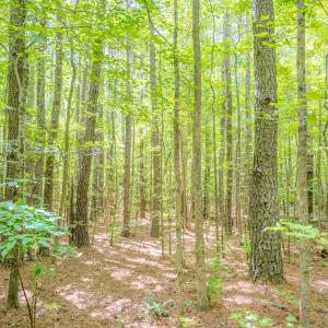 Photo #23 of Off Covered Bridge Rd, Zebulon, NC 58.0 acres
