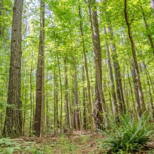 Photo #24 of Off Covered Bridge Rd, Zebulon, NC 58.0 acres