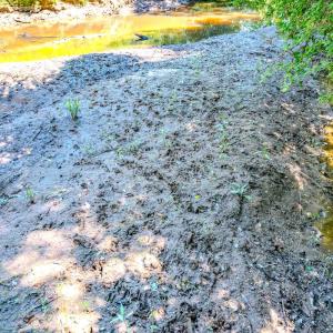 Photo #25 of Off Covered Bridge Rd, Zebulon, NC 58.0 acres