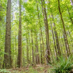 Photo #26 of Off Covered Bridge Rd, Zebulon, NC 58.0 acres