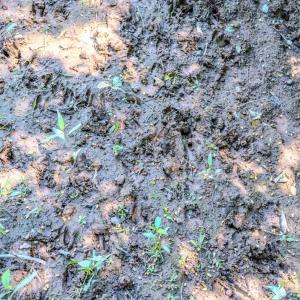 Photo #30 of Off Covered Bridge Rd, Zebulon, NC 58.0 acres