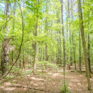 Photo #31 of Off Covered Bridge Rd, Zebulon, NC 58.0 acres