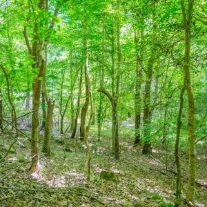 Photo #36 of Off Covered Bridge Rd, Zebulon, NC 58.0 acres