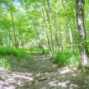 Photo #37 of Off Covered Bridge Rd, Zebulon, NC 58.0 acres