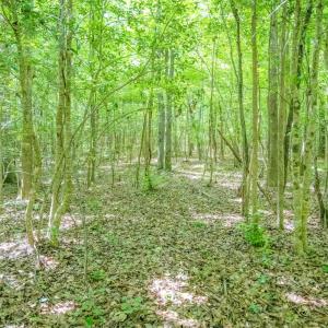 Photo #43 of Off Covered Bridge Rd, Zebulon, NC 58.0 acres