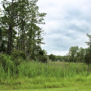 Photo #43 of Off Whealton Point Road, Aurora, NC 5.5 acres