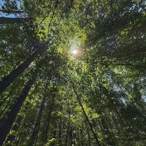Photo #25 of Off Gordon Lane, Macon, NC 1.0 acres