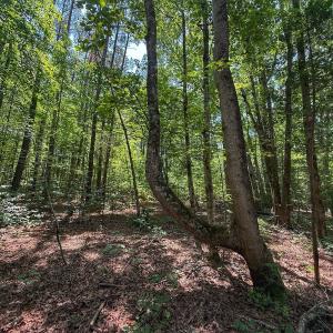 Photo #28 of Off Gordon Lane, Macon, NC 1.0 acres