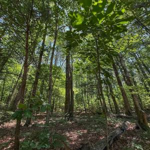Photo #31 of Off Gordon Lane, Macon, NC 1.0 acres