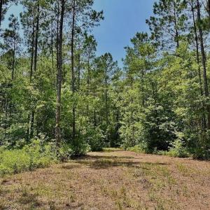 Photo #18 of Off Highway 306, Grantsboro, NC 704.0 acres