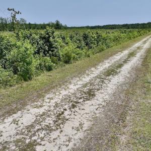 Photo #37 of Off Highway 306, Grantsboro, NC 704.0 acres
