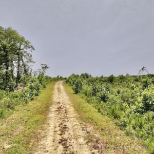 Photo #38 of Off Highway 306, Grantsboro, NC 704.0 acres
