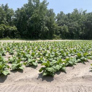 Photo #53 of Off Highway 306, Grantsboro, NC 704.0 acres