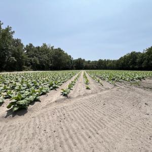 Photo #54 of Off Highway 306, Grantsboro, NC 704.0 acres
