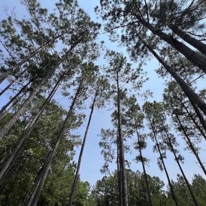 Photo #57 of Off Highway 306, Grantsboro, NC 704.0 acres