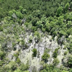 Photo #60 of Off Highway 306, Grantsboro, NC 704.0 acres