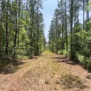 Photo #63 of Off Highway 306, Grantsboro, NC 704.0 acres