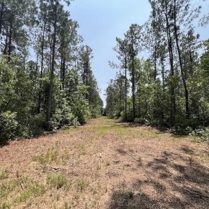 Photo #64 of Off Highway 306, Grantsboro, NC 704.0 acres
