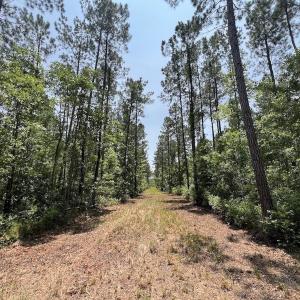 Photo #65 of Off Highway 306, Grantsboro, NC 704.0 acres