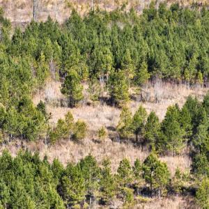 Photo #6 of Off Middle Swamp Rd, Corapeake, NC 234.4 acres