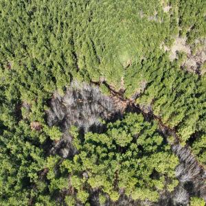 Photo #18 of Off Middle Swamp Rd, Corapeake, NC 234.4 acres
