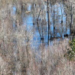 Photo #13 of Off Middle Swamp Rd, Corapeake, NC 234.4 acres