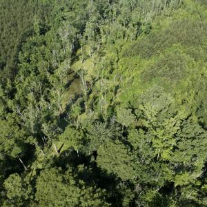 Photo #46 of Off Middle Swamp Rd, Corapeake, NC 234.4 acres