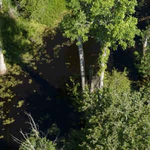 Photo #53 of Off Middle Swamp Rd, Corapeake, NC 234.4 acres
