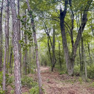 Photo #13 of Off Chinquapin Rd, Wakefield, VA 13.3 acres