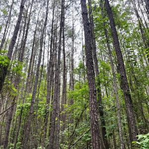 Photo #15 of Off Chinquapin Rd, Wakefield, VA 13.3 acres