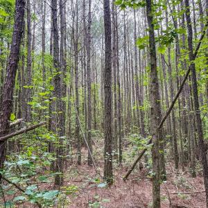 Photo #17 of Off Chinquapin Rd, Wakefield, VA 13.3 acres