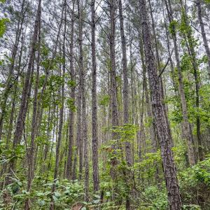 Photo #20 of Off Chinquapin Rd, Wakefield, VA 13.3 acres