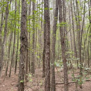 Photo #21 of Off Chinquapin Rd, Wakefield, VA 13.3 acres