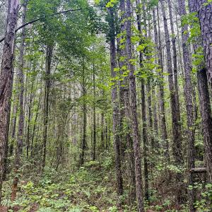 Photo #23 of Off Chinquapin Rd, Wakefield, VA 13.3 acres