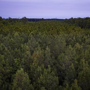 Photo #32 of Off Chinquapin Rd, Wakefield, VA 13.3 acres