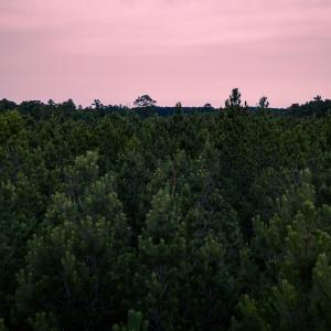 Photo #33 of Off Chinquapin Rd, Wakefield, VA 13.3 acres