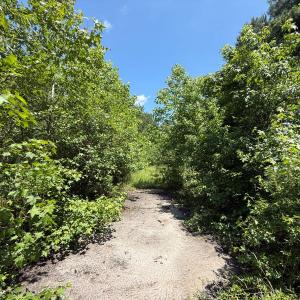 Photo #11 of 5799 Tolarsville Road , Saint Pauls , NC 439.0 acres