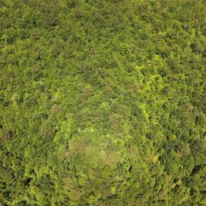 Photo #14 of 5799 Tolarsville Road , Saint Pauls , NC 439.0 acres
