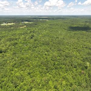 Photo #15 of 5799 Tolarsville Road , Saint Pauls , NC 439.0 acres