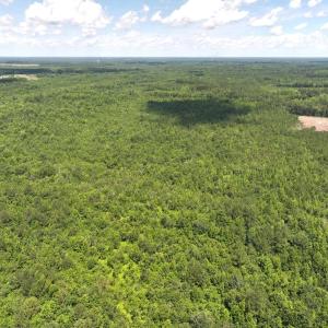 Photo #16 of 5799 Tolarsville Road , Saint Pauls , NC 439.0 acres