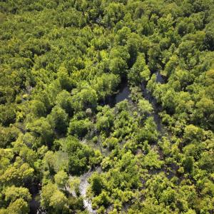 Photo #30 of 5799 Tolarsville Road , Saint Pauls , NC 439.0 acres