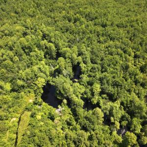 Photo #32 of 5799 Tolarsville Road , Saint Pauls , NC 439.0 acres