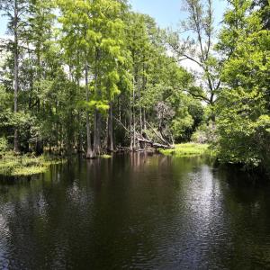 Photo #35 of 5799 Tolarsville Road , Saint Pauls , NC 439.0 acres
