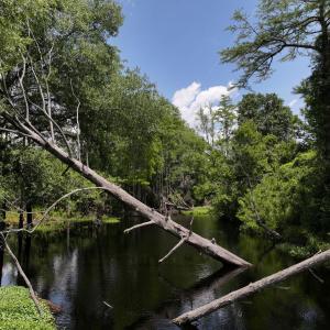 Photo #37 of 5799 Tolarsville Road , Saint Pauls , NC 439.0 acres